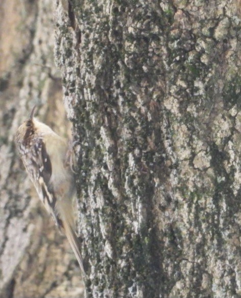Brown Creeper - ML644637869