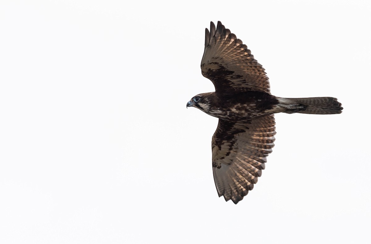 Brown Falcon - ML644637873