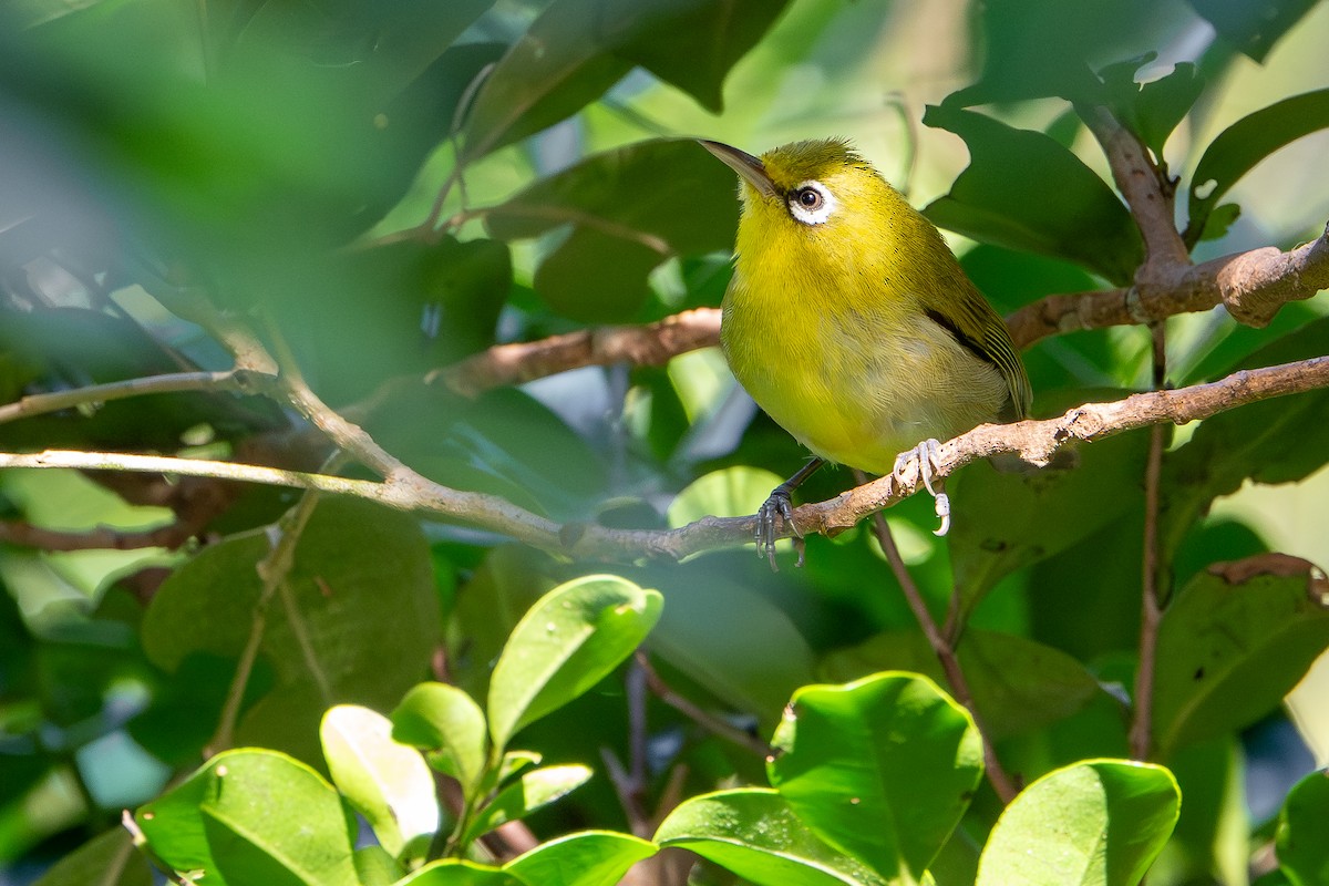 Small Lifou White-eye - ML644637874