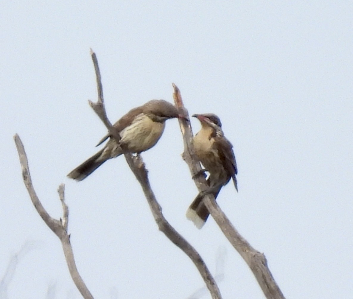 Diken Yanaklı Balkuşu - ML644637879