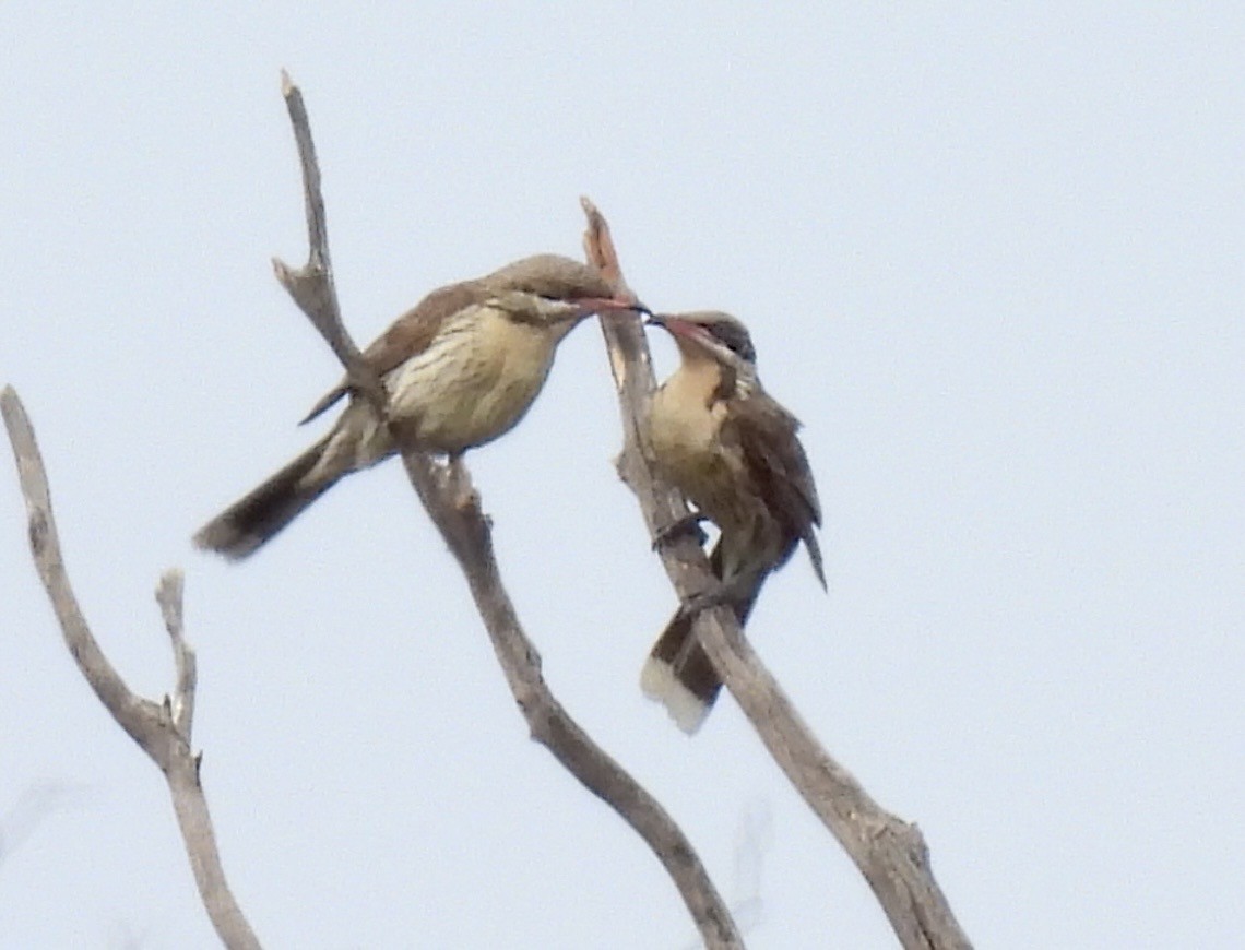 Diken Yanaklı Balkuşu - ML644637880