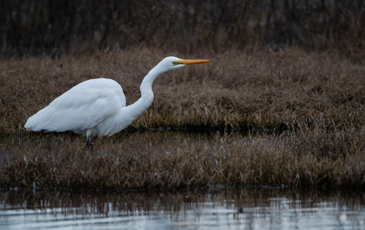 Silberreiher - ML644637882