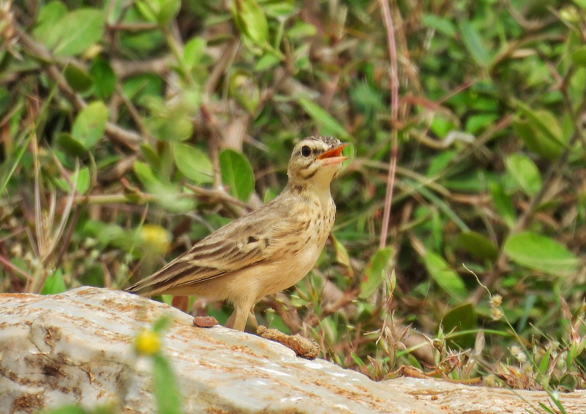 Tawny Pipit - ML644637884
