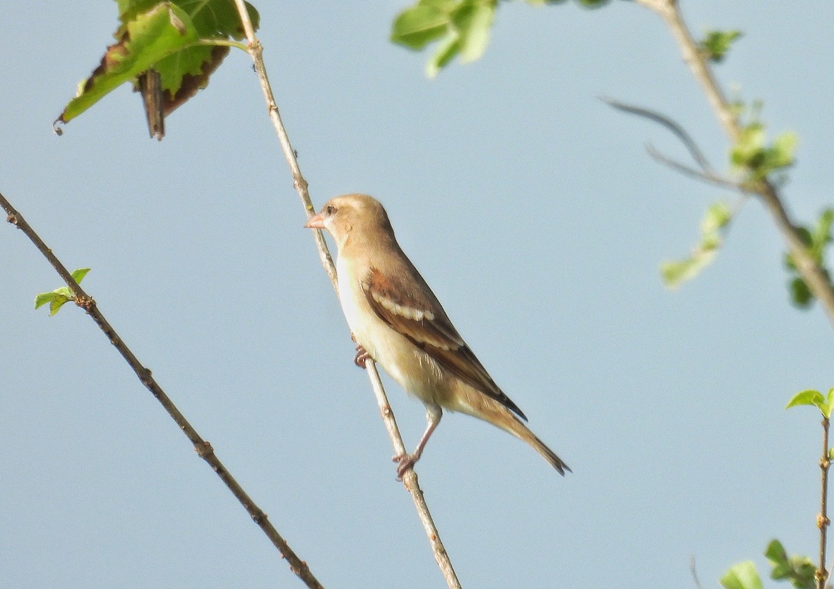Yellow-throated Sparrow - ML644637886