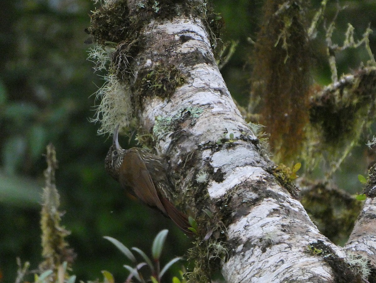 Montane Woodcreeper - ML644637887
