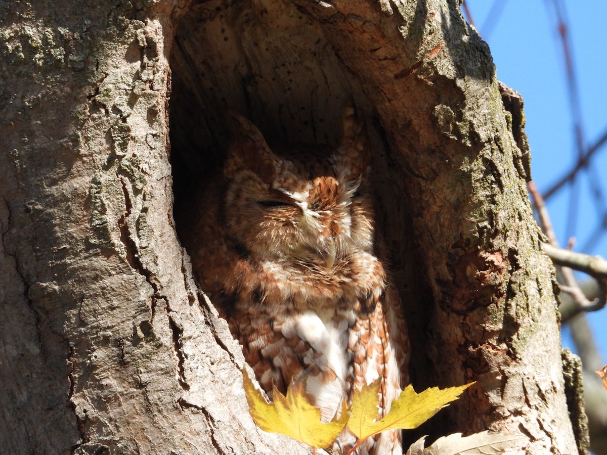 Eastern Screech-Owl - ML644637888