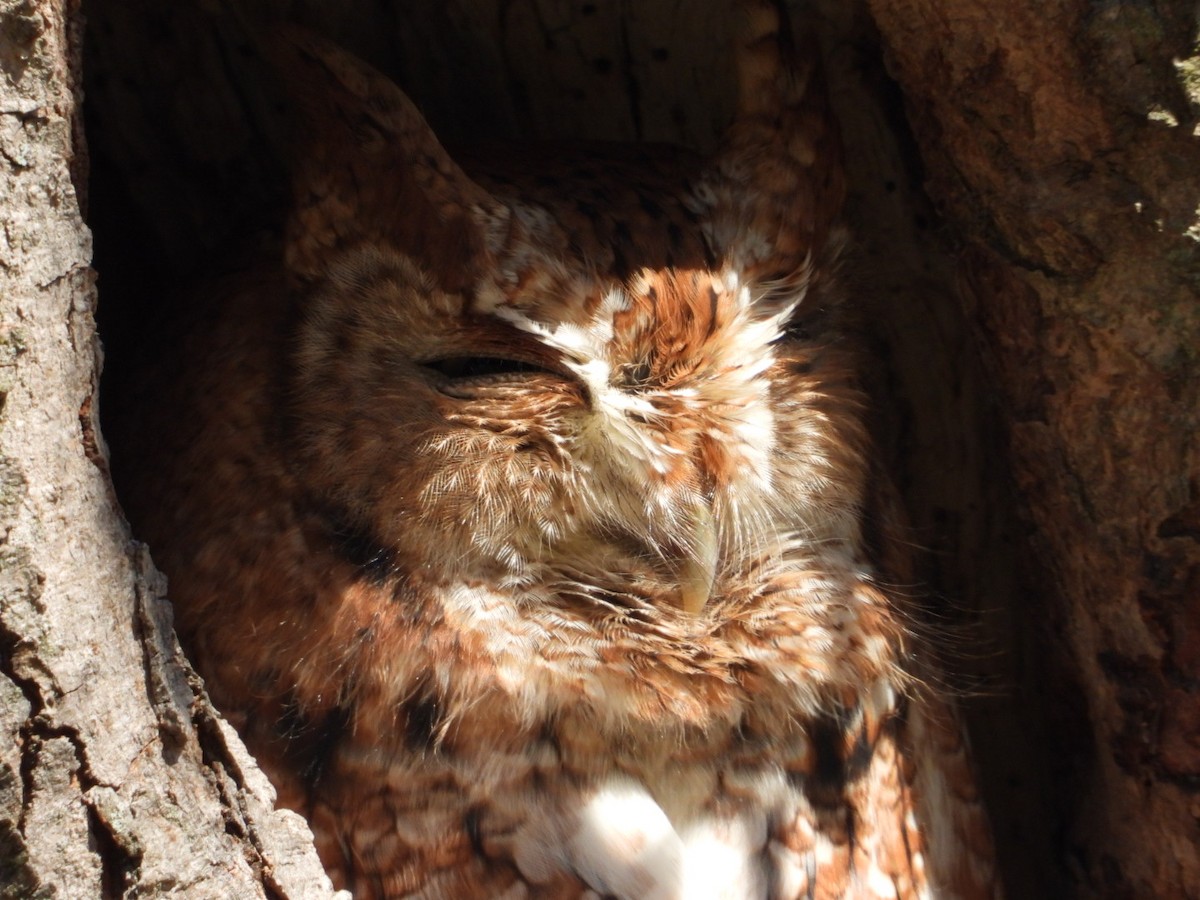 Eastern Screech-Owl - ML644637889
