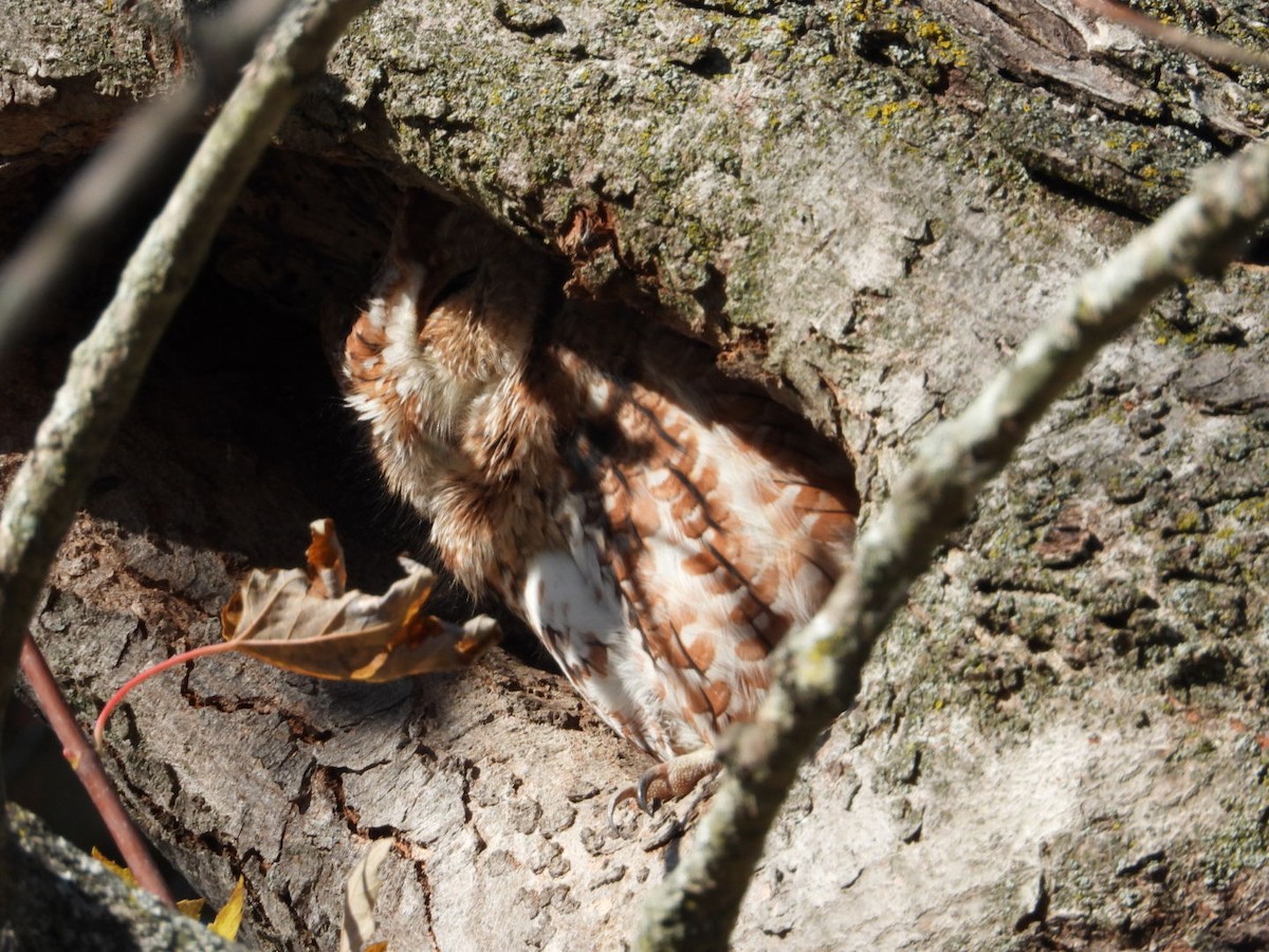 Eastern Screech-Owl - ML644637890