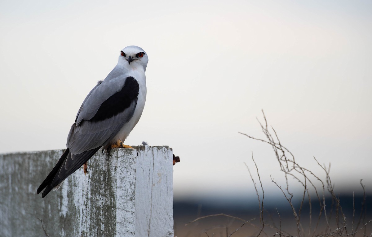 Australienaar - ML644637894