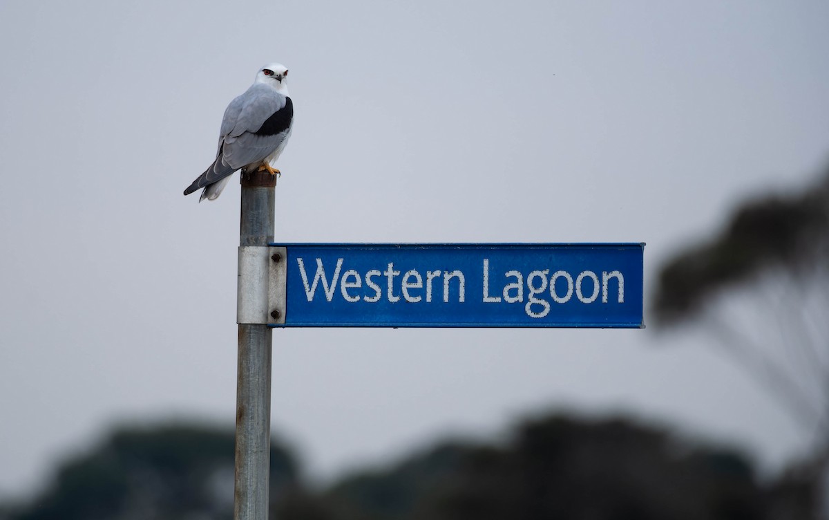 Australienaar - ML644637895