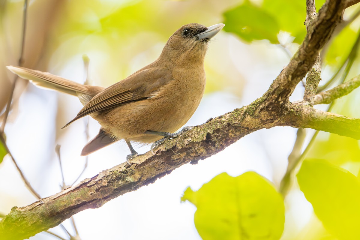 Southern Shrikebill - ML644637906