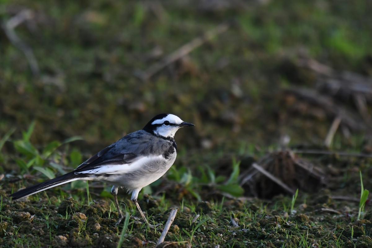 konipas bílý - ML644637907