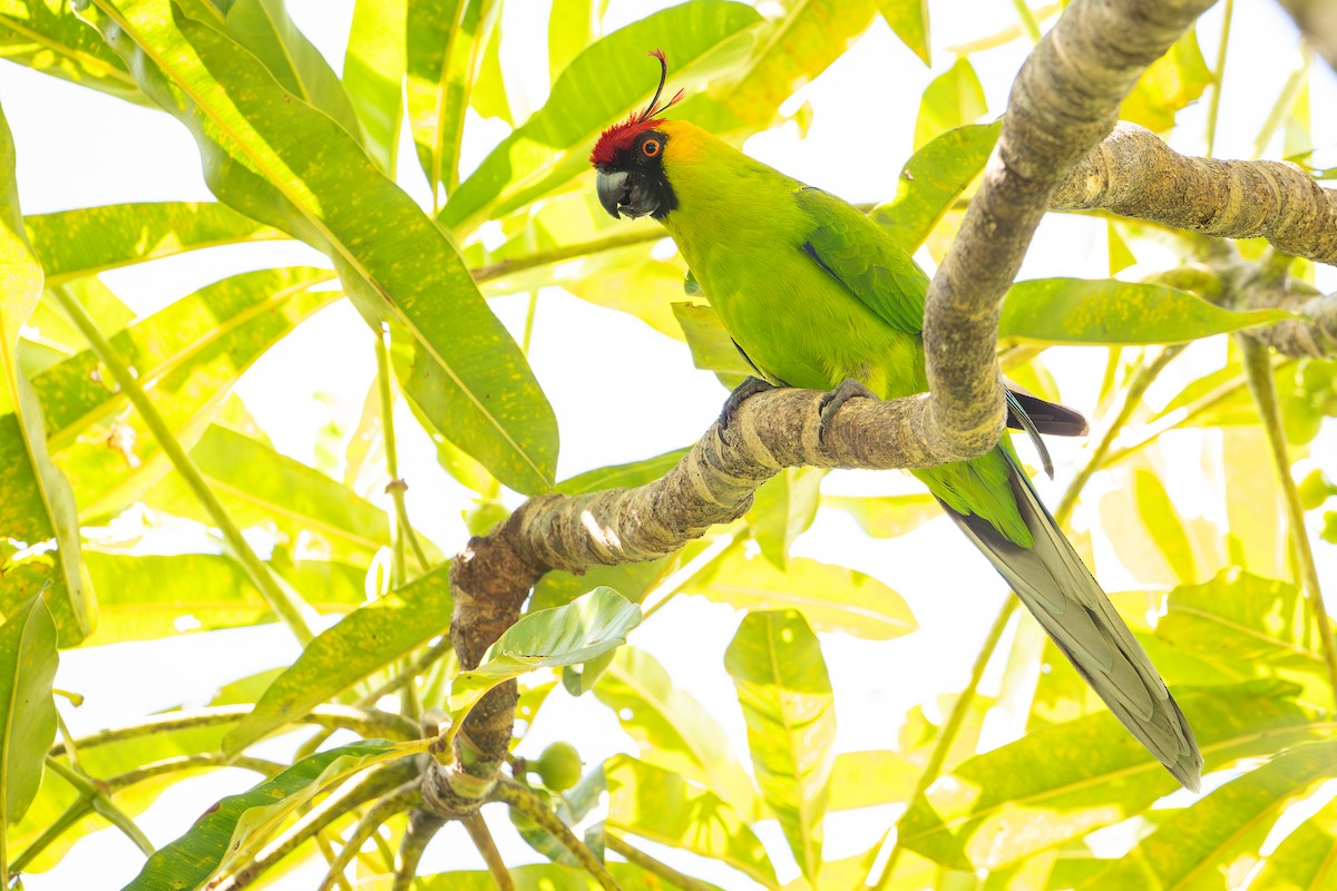 Hornsittich - ML644637909