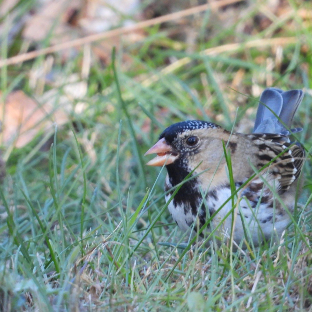 Harris's Sparrow - ML644637910