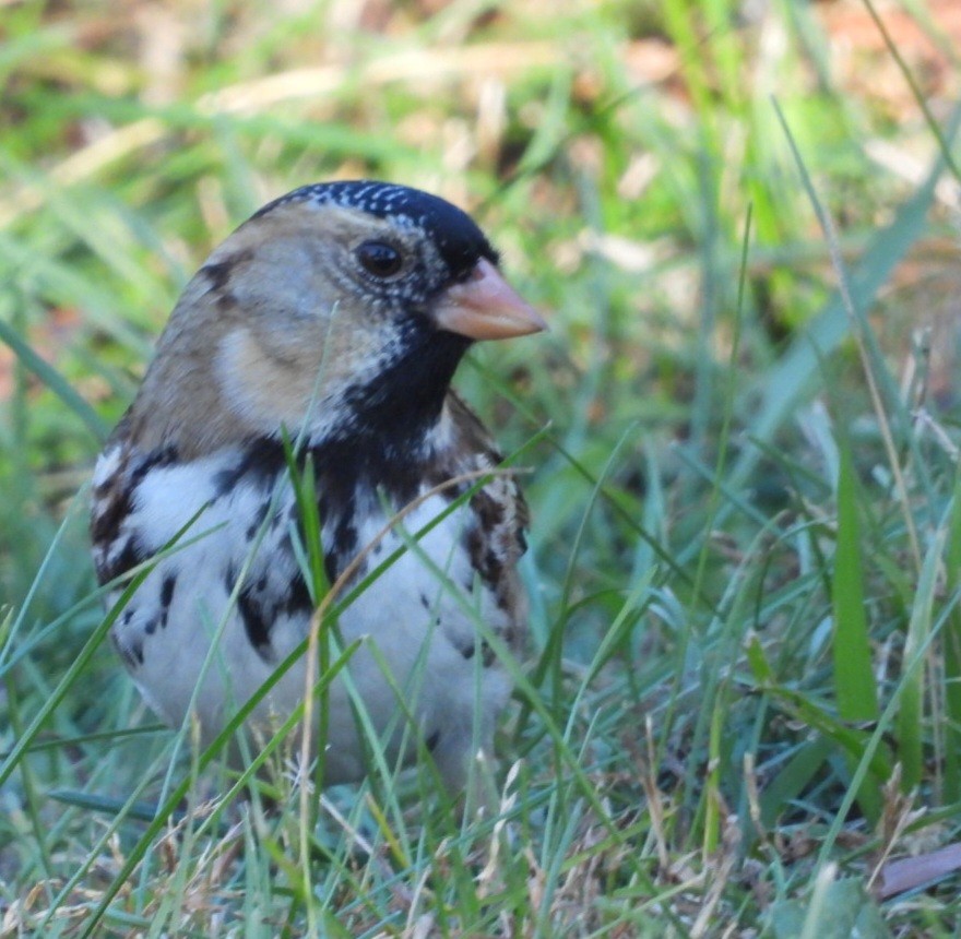 Harris's Sparrow - ML644637911