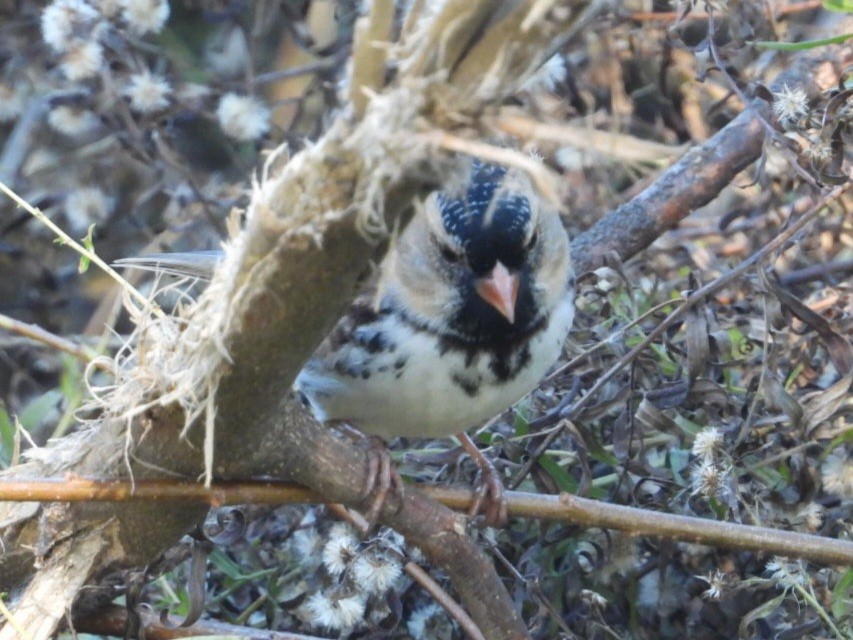 Harris's Sparrow - ML644637912