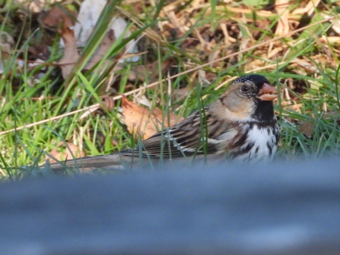 Harris's Sparrow - ML644637913