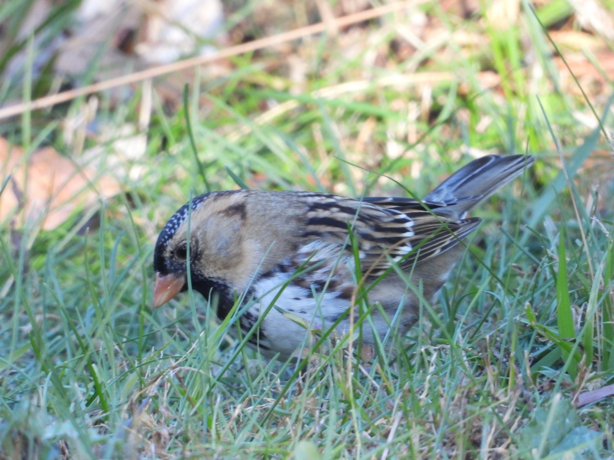 Harris's Sparrow - ML644637914