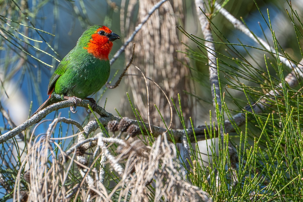 Rotkopf-Papageiamadine - ML644637915