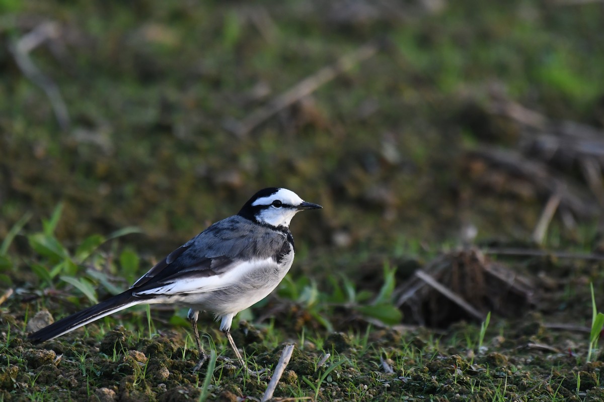 konipas bílý - ML644637918