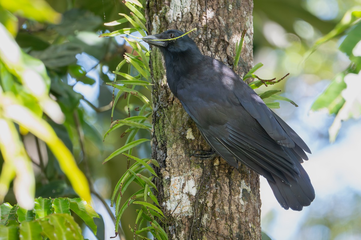 New Caledonian Crow - ML644637919