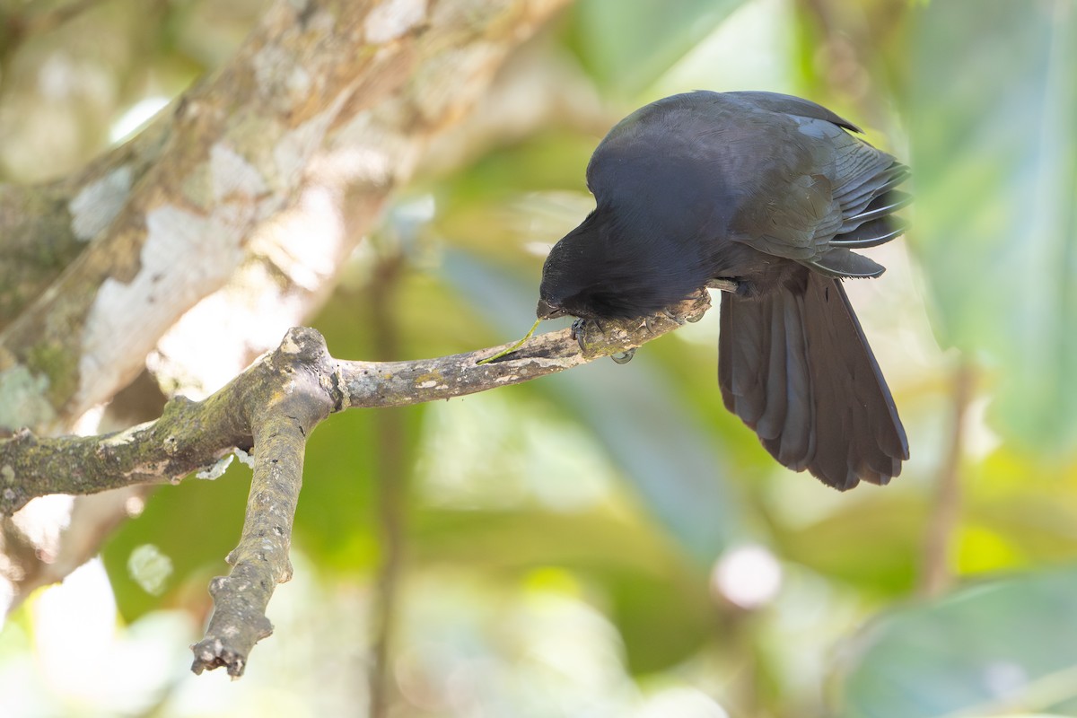 New Caledonian Crow - ML644637920