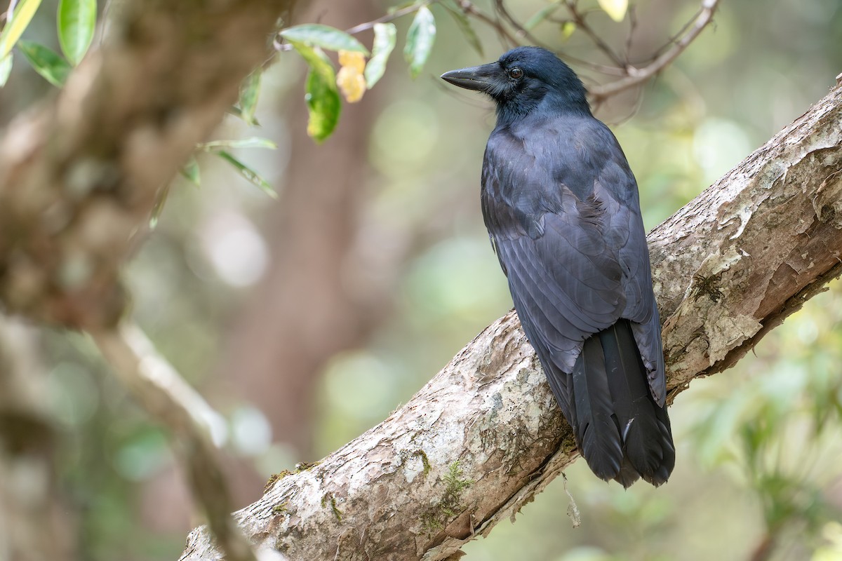 New Caledonian Crow - ML644637921