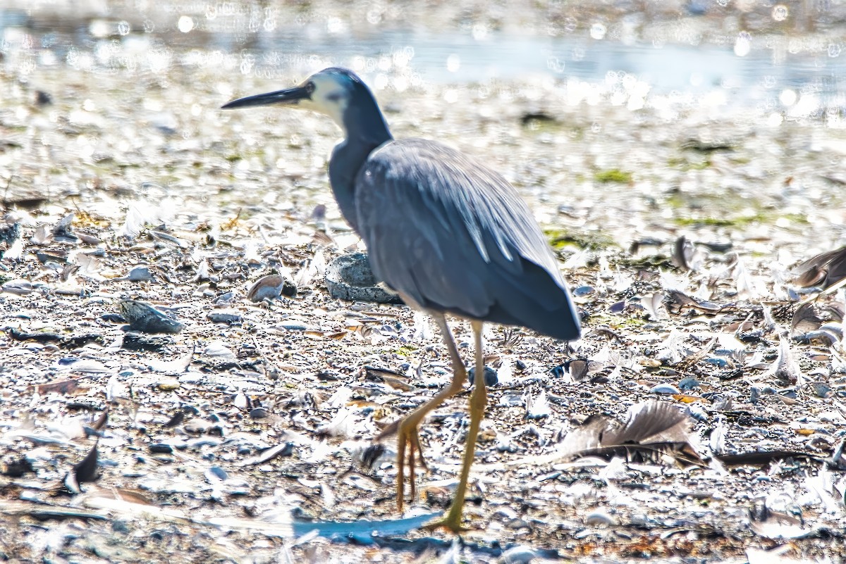 Weißwangenreiher - ML644637923