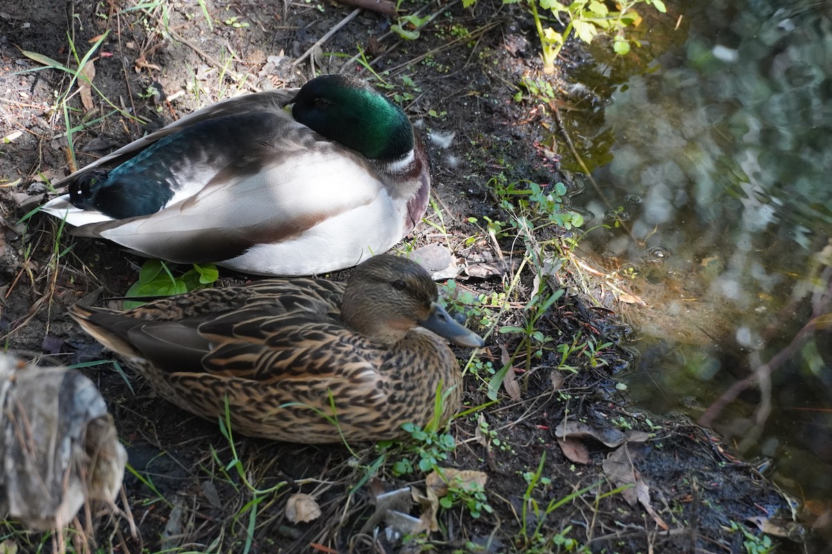 stokkand - ML644637924