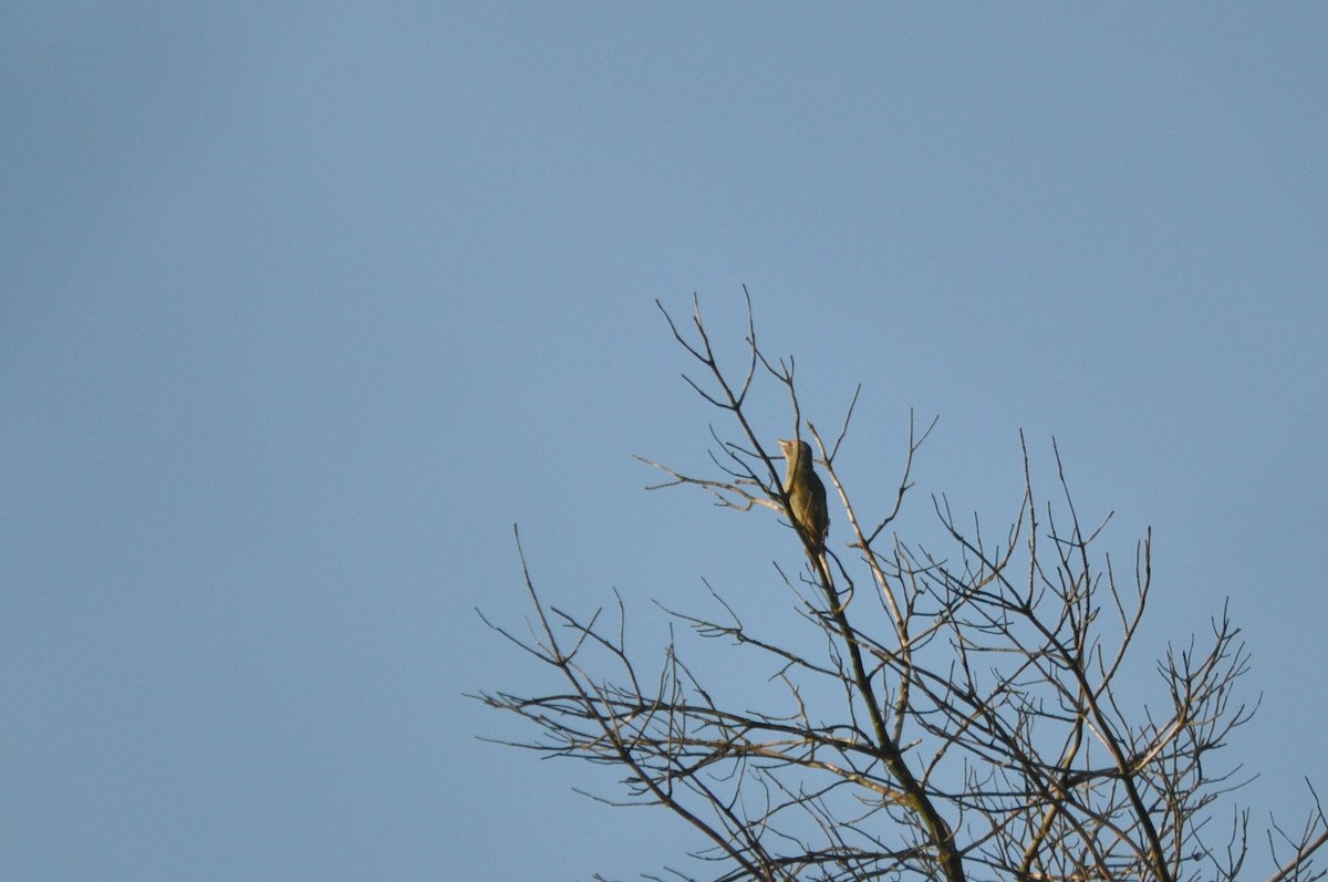 Жовна сива - ML644637930