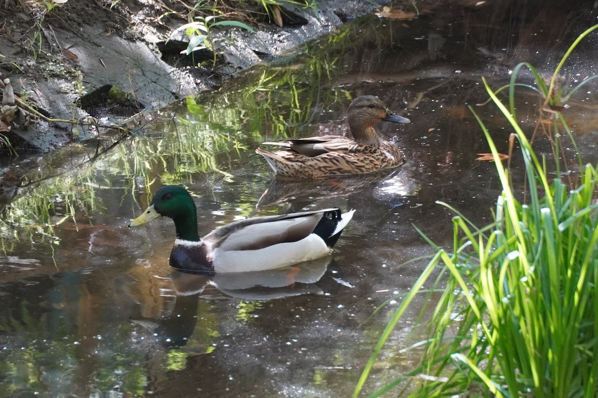 stokkand - ML644637931