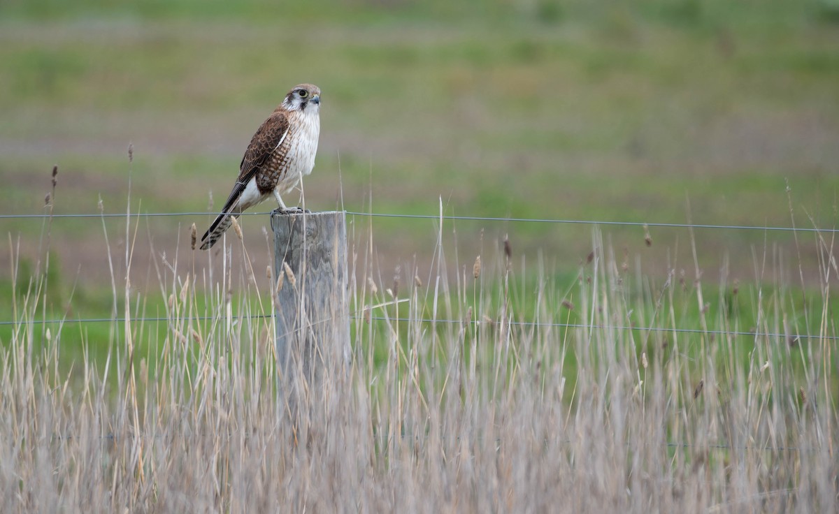 Habichtfalke - ML644637940