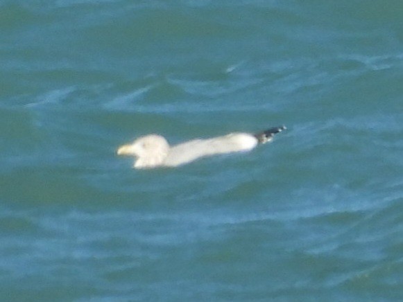 American Herring Gull - ML644637946