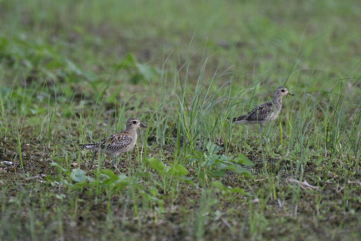 sibirlo - ML644637949