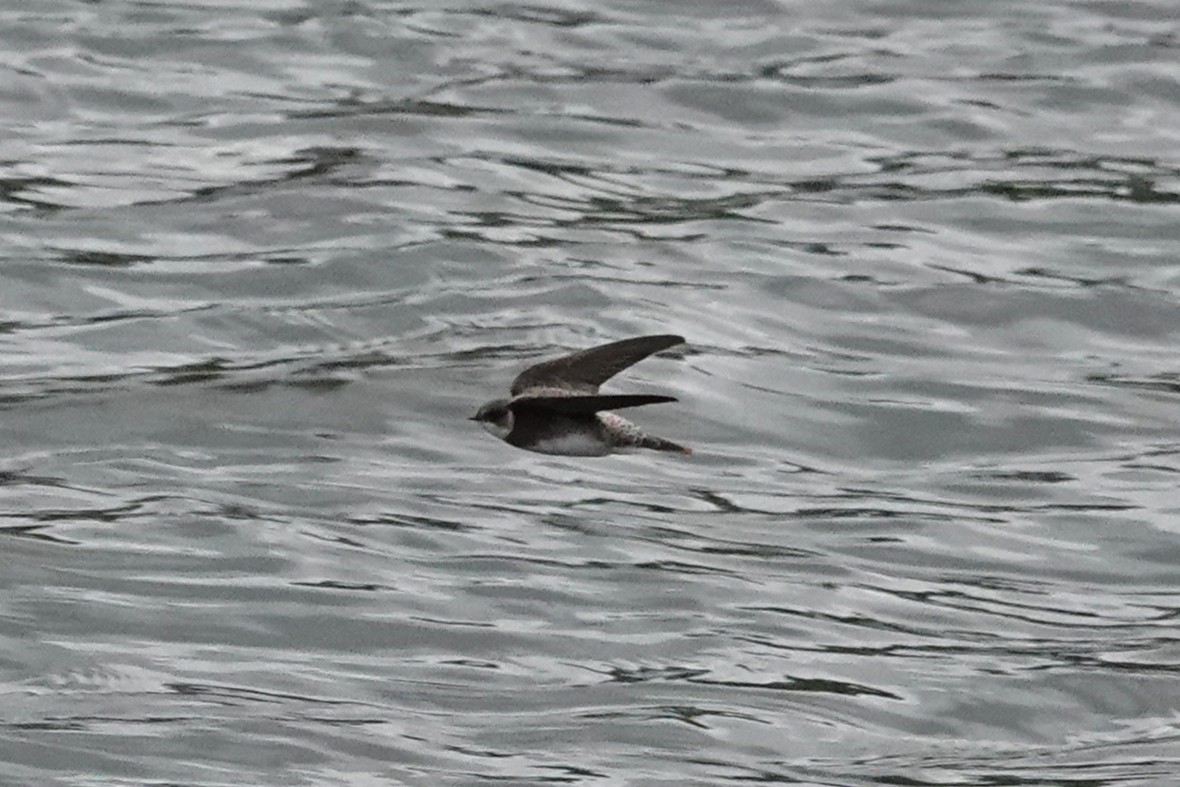 Uhalde-enara arrunta - ML644637953