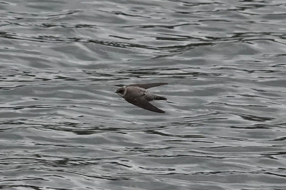 Uhalde-enara arrunta - ML644637955