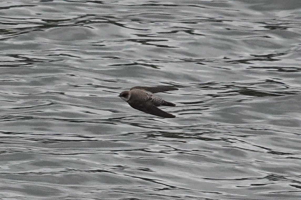 Uhalde-enara arrunta - ML644637956