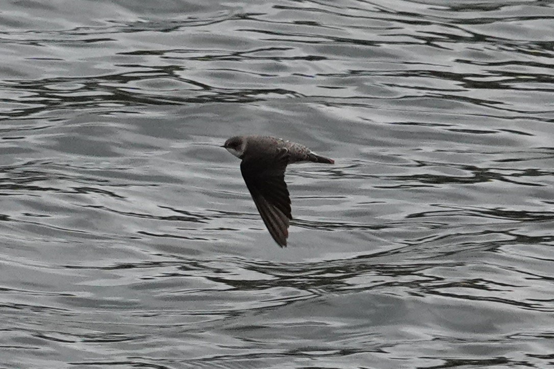 Uhalde-enara arrunta - ML644637957