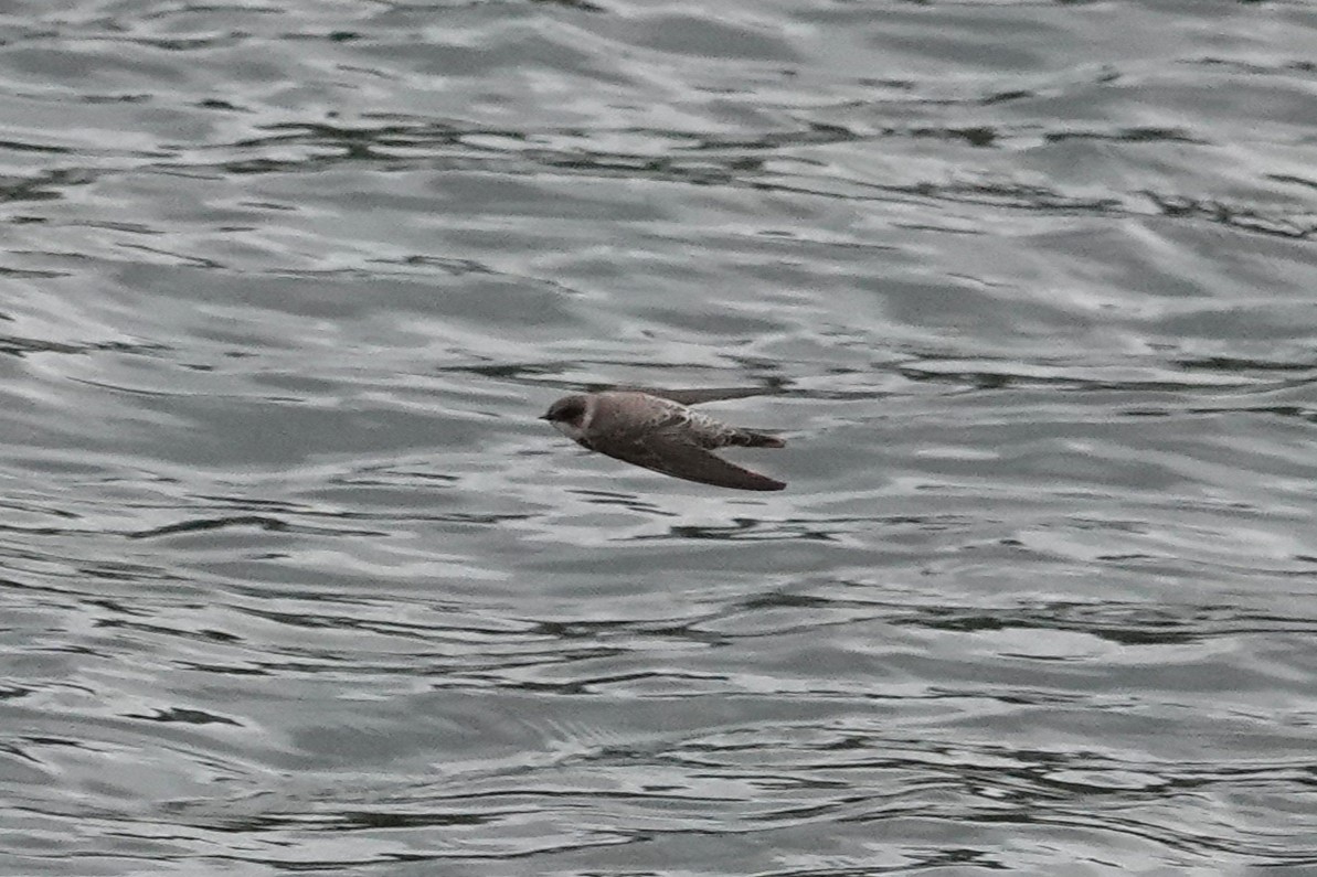 Uhalde-enara arrunta - ML644637958