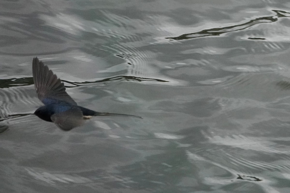 Ластівка сільська - ML644637962