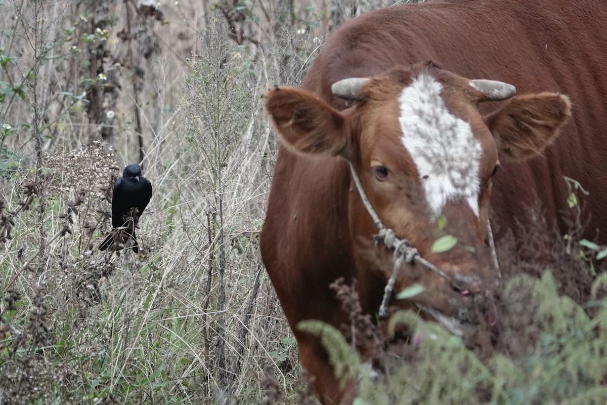 drongo černý - ML644637963