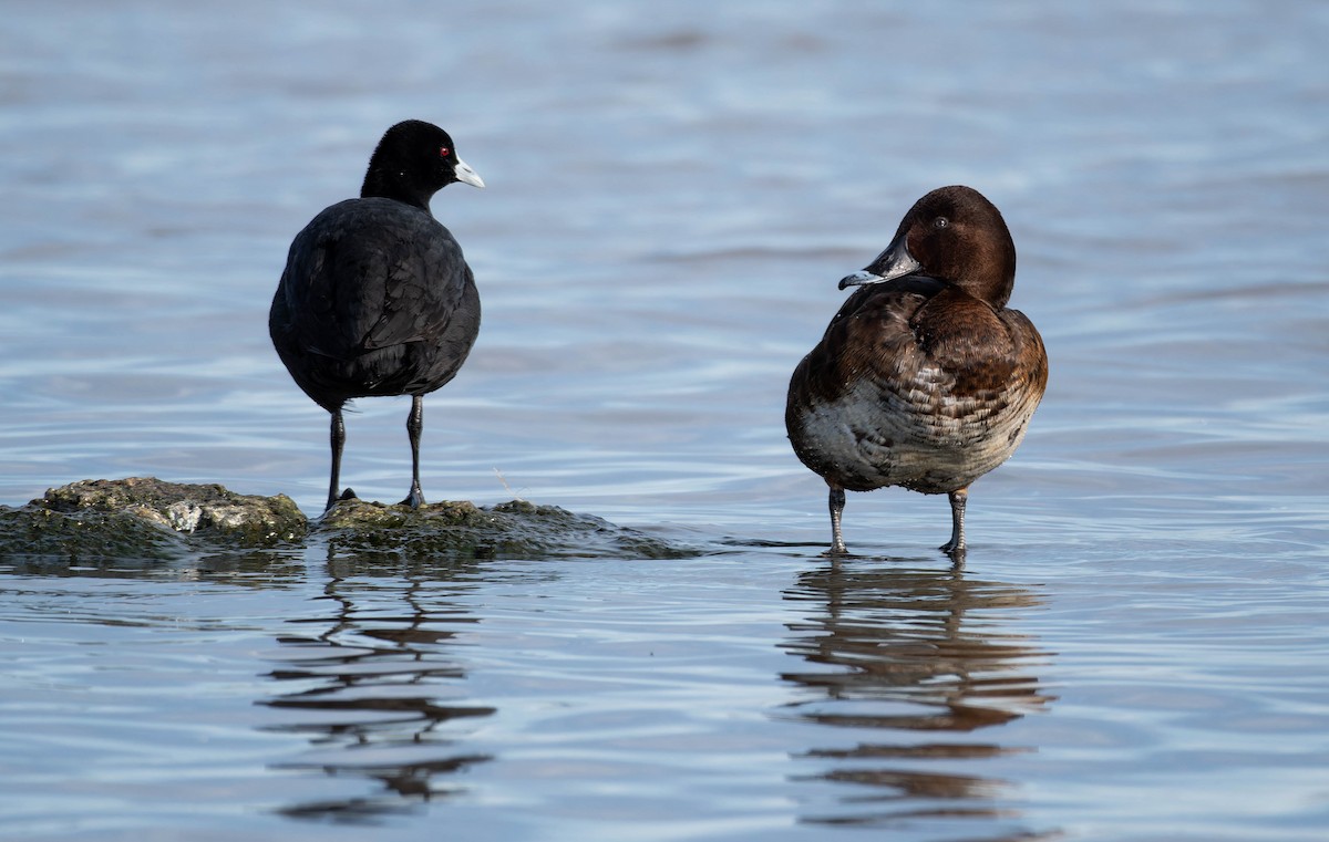 Tasmanmoorente - ML644637966