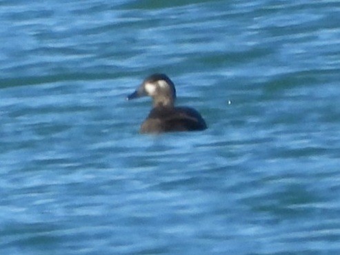 Surf Scoter - ML644637982