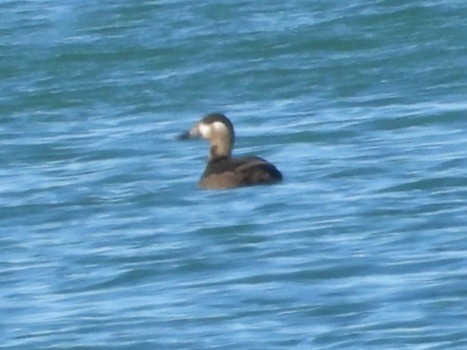 Surf Scoter - ML644637983