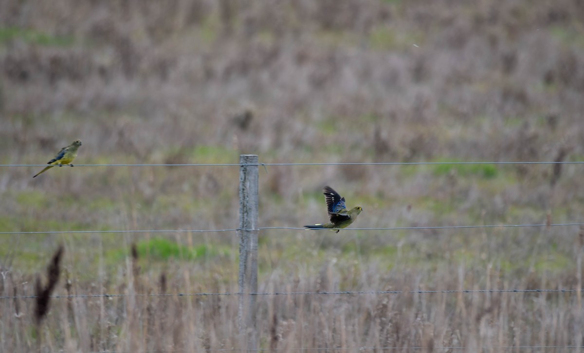 Feinsittich - ML644637988