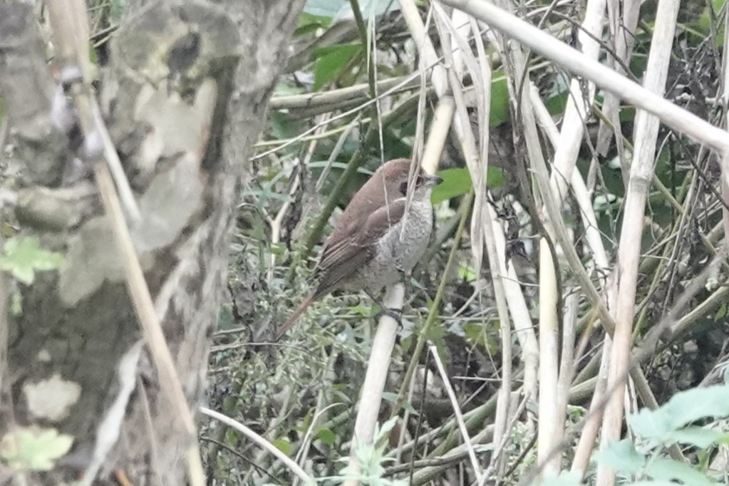 Brown Shrike - ML644637990