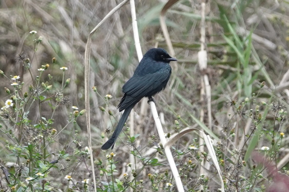 drongo černý - ML644637991