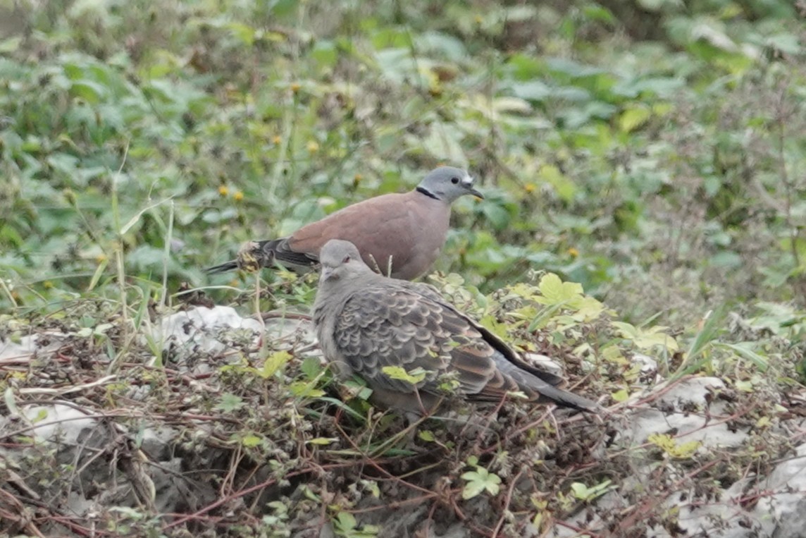 Halsringtaube - ML644637993