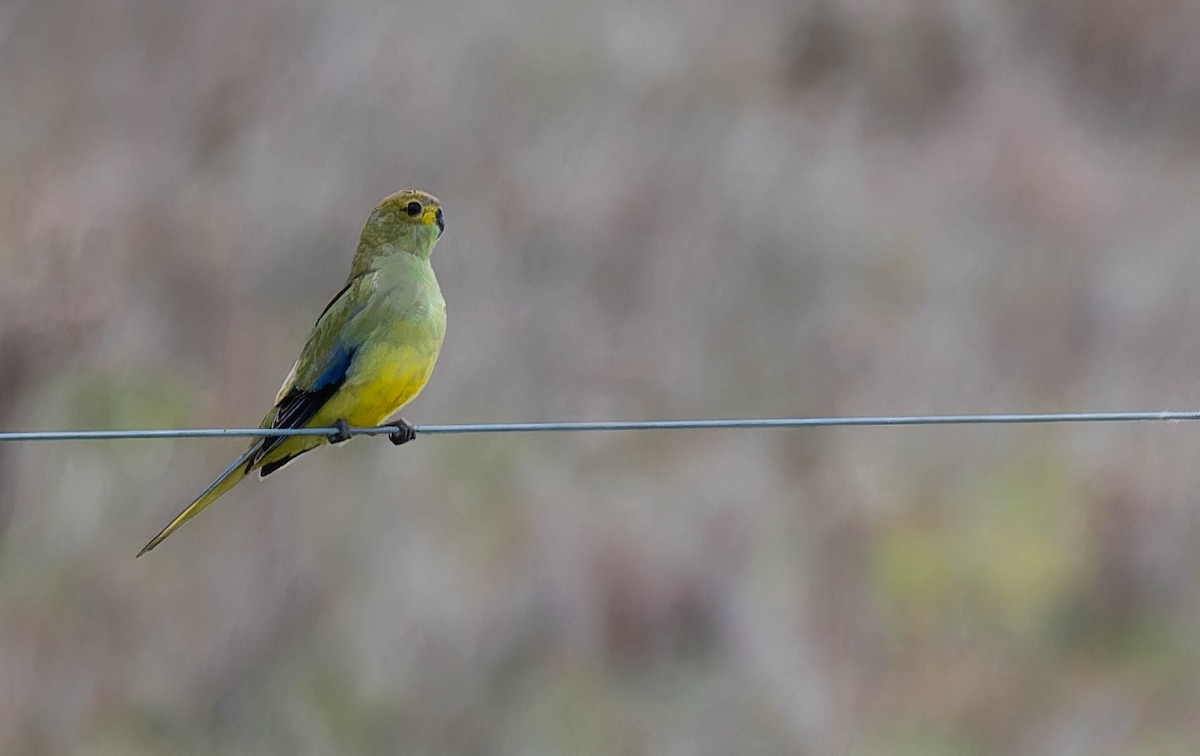 Feinsittich - ML644637994