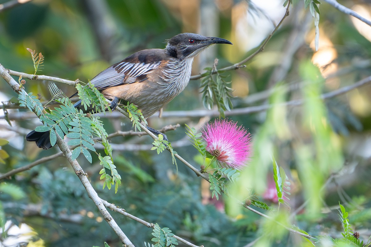 Neukaledonien-Lederkopf - ML644637995